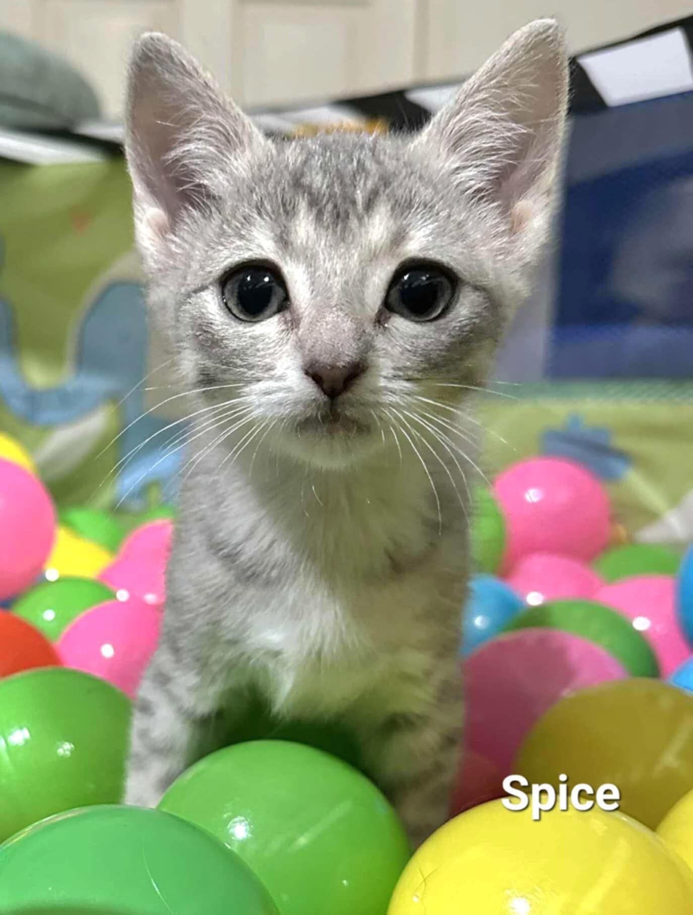 Spice Spice